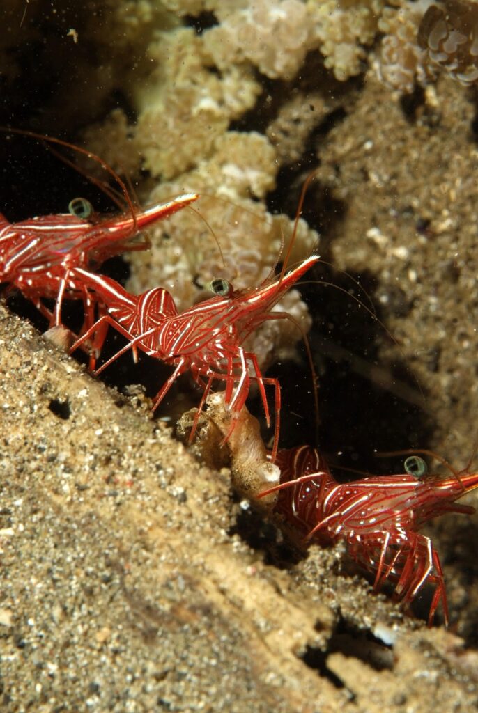 shrimp, diving, underwater landscape, shrimp, shrimp, shrimp, shrimp, shrimp, underwater landscape