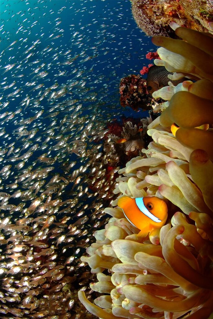 reef, coral, diving, reef, coral, coral, coral, diving, diving, diving, diving, diving