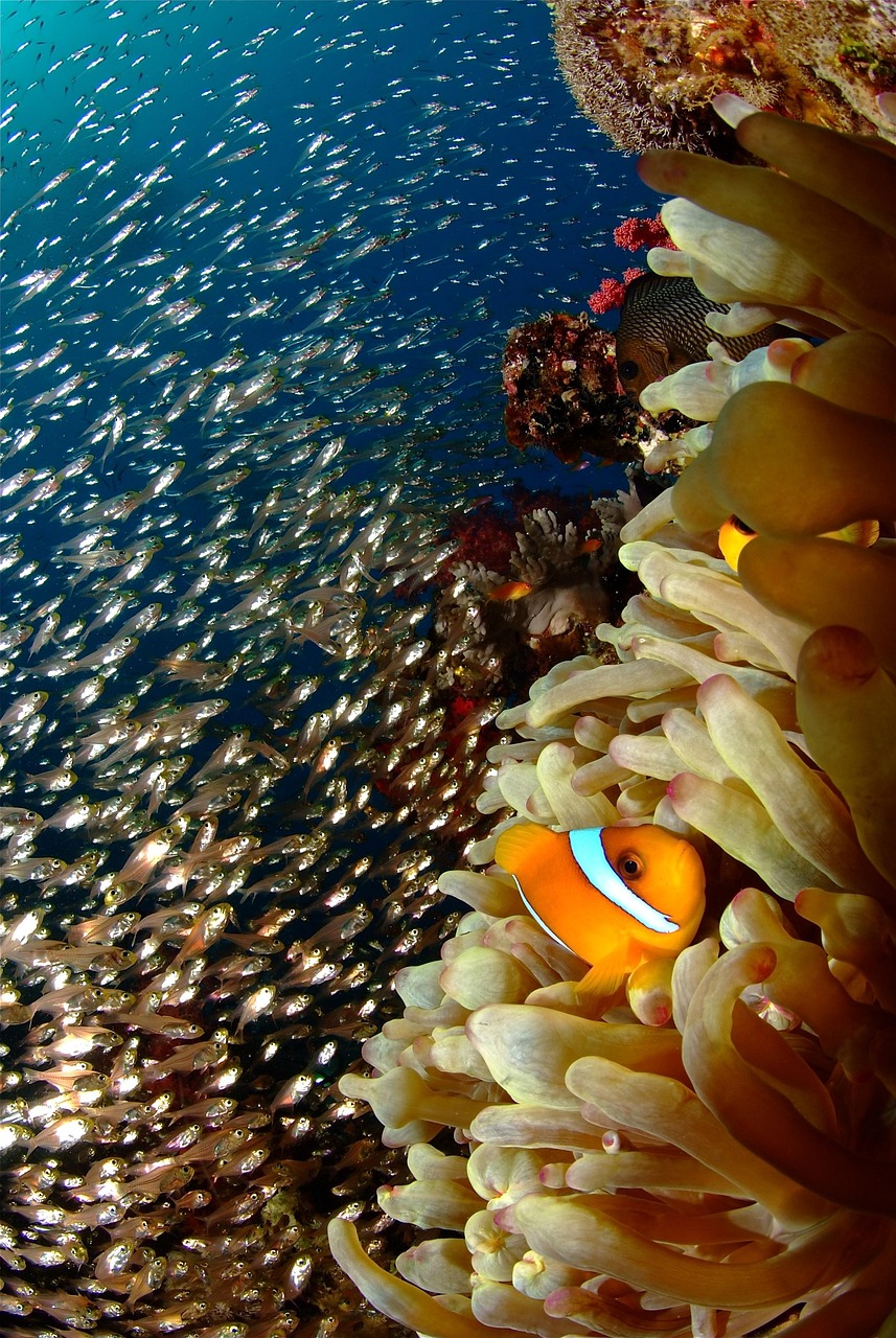 reef, coral, diving, reef, coral, coral, coral, diving, diving, diving, diving, diving
